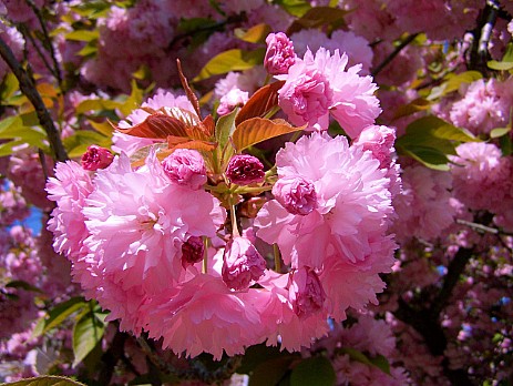 Hana (Flower)